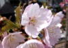 熱海緋桜